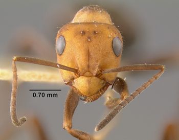 Media type: image;   Entomology 19765 Aspect: head frontal view